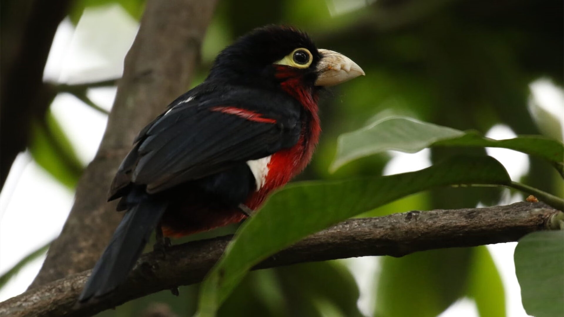 意甲裁判VAR语言提示系统减少多语境误解率